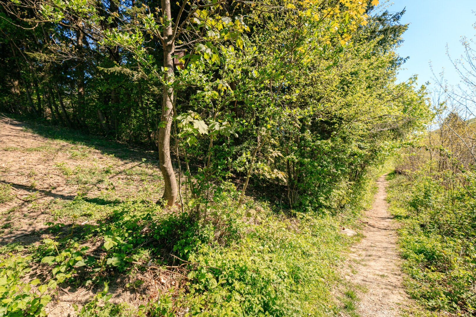 Baugrund mit Perspektive in sonniger Südhanglage - exklusives Grundstücksensemble - Mehr