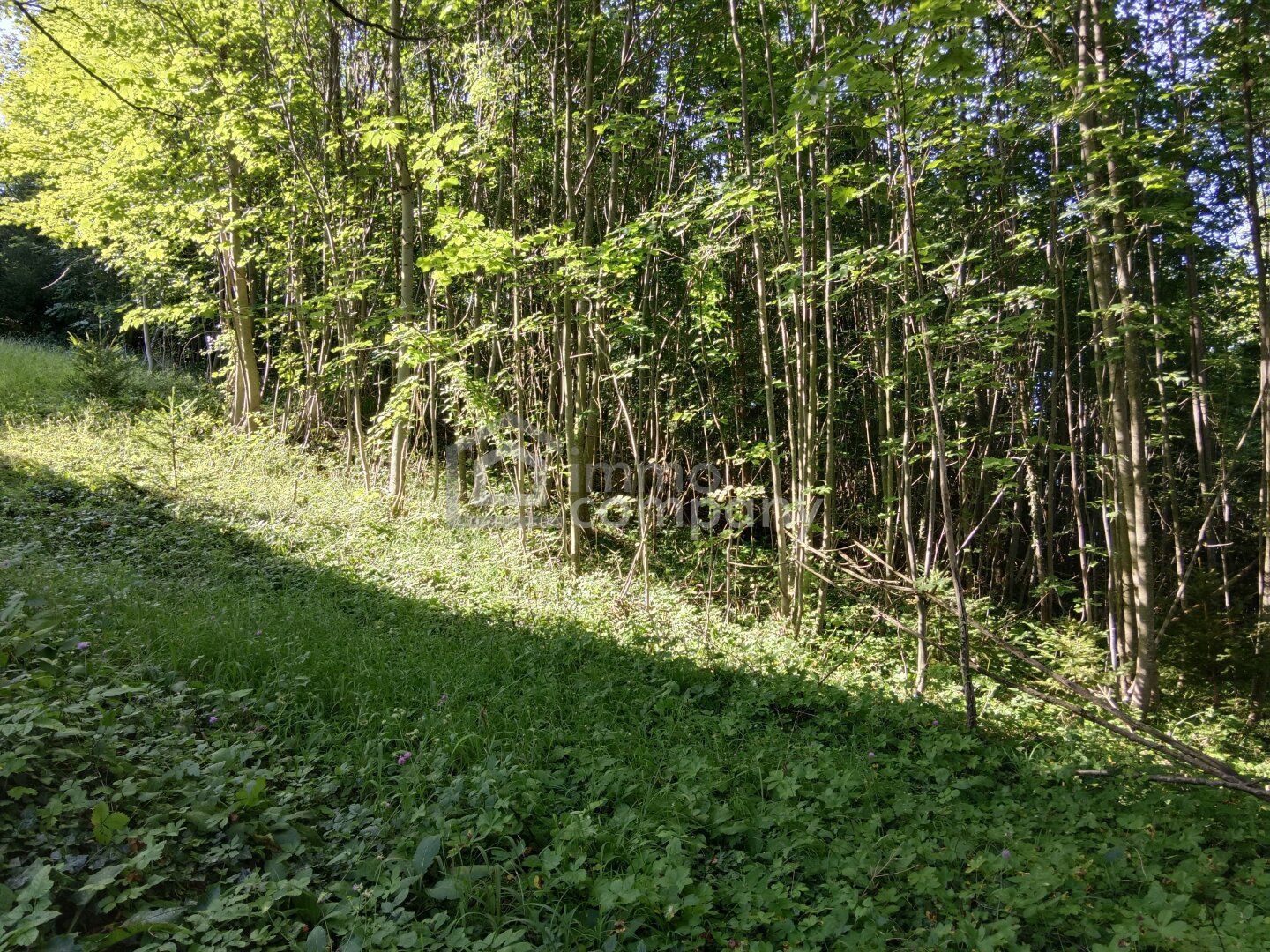 Ihr Grundstück in Hanglage mit absolutem Grünblick - Ansicht 3