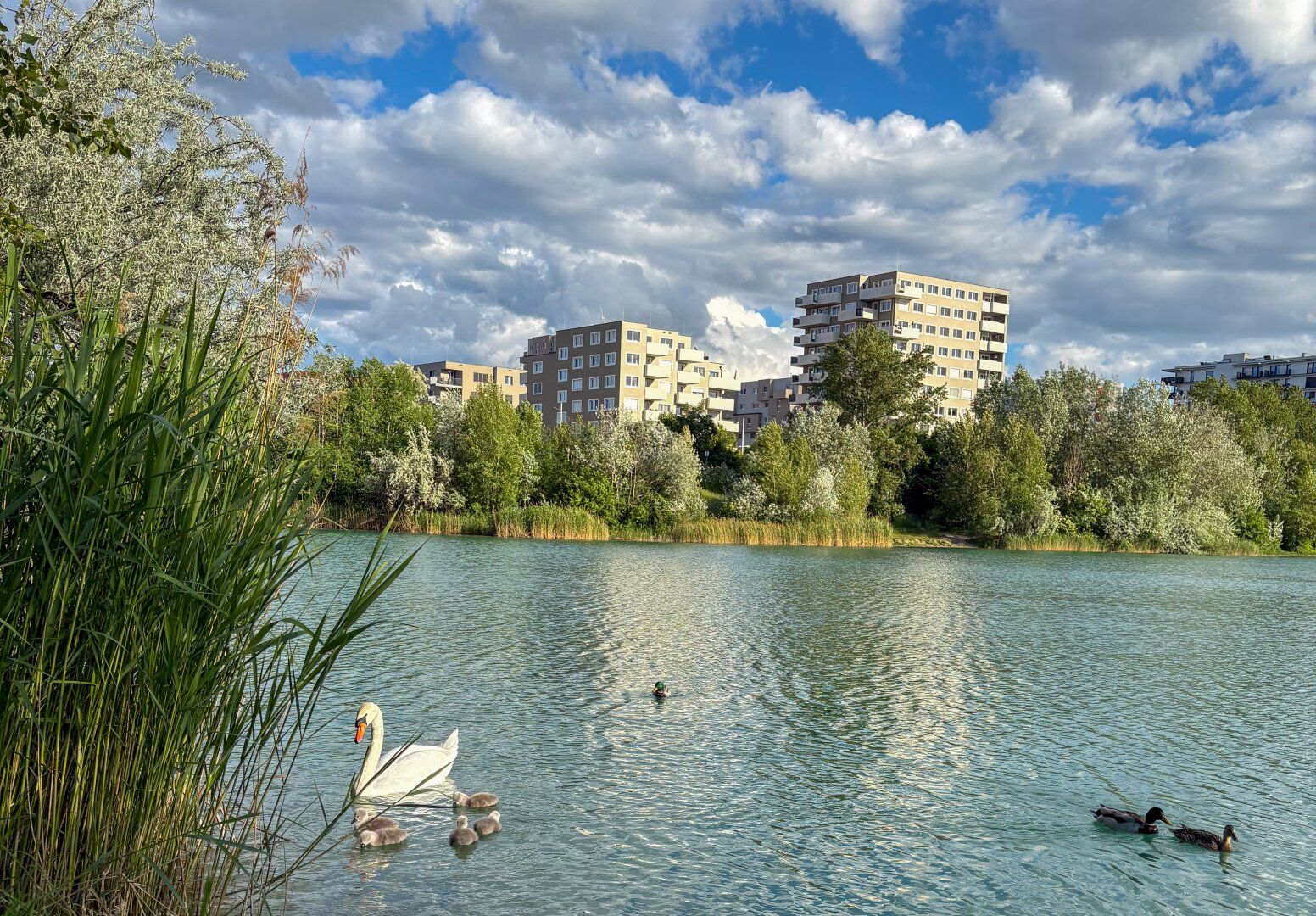 Sommer am Teich - im Leo am Teich - Wohnen am Wasser