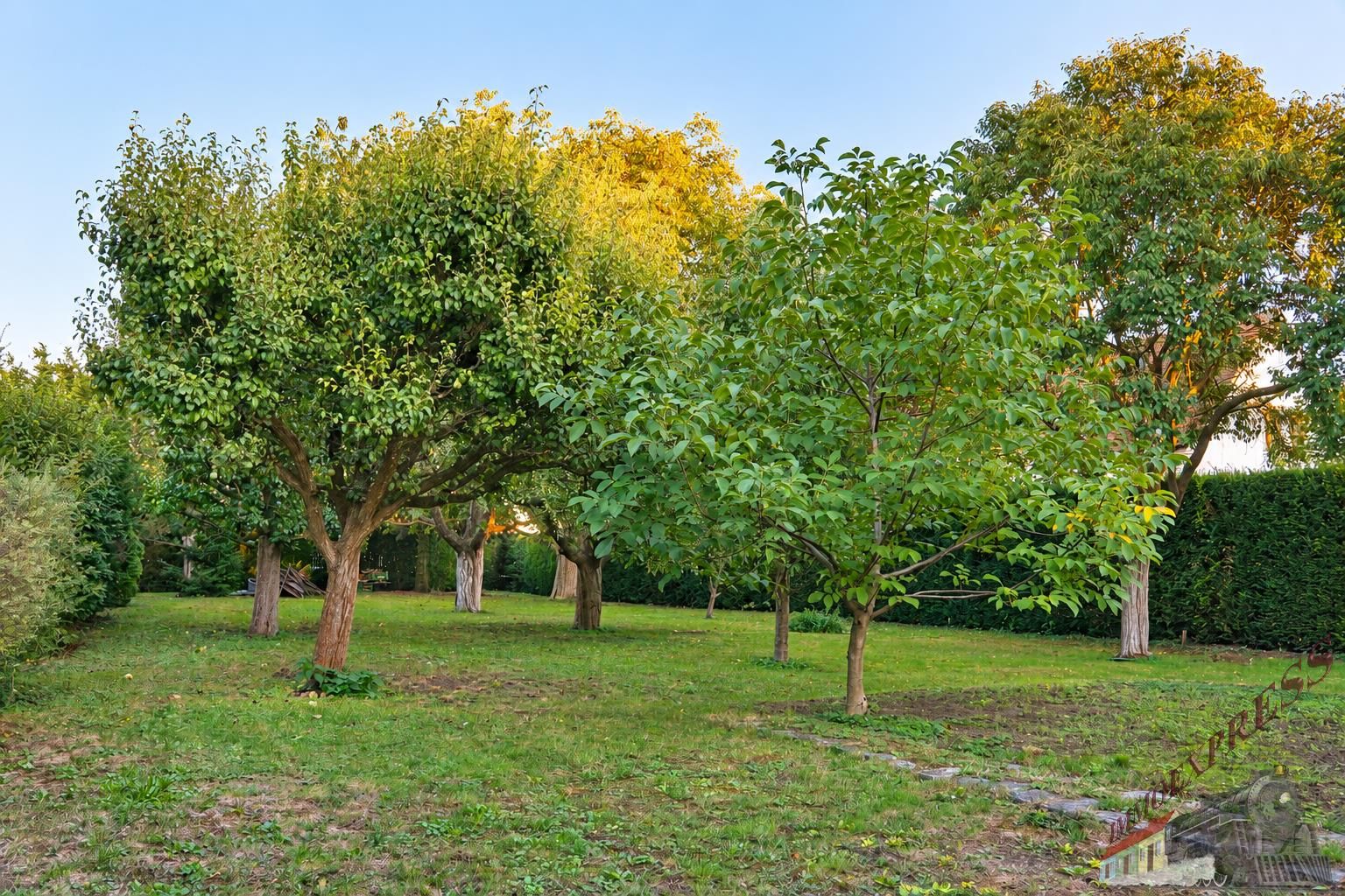 BAUGRUND MIT GARTENCHARAKTER - 781 m² IN WULLERSDORF - Ansicht 3