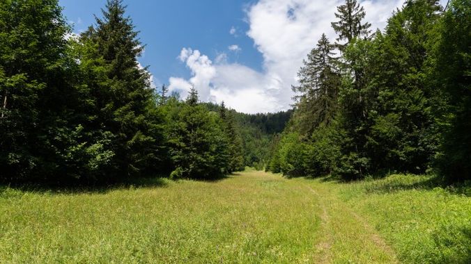 Ausreichend Äsunsgflächen in der Eigenjagd