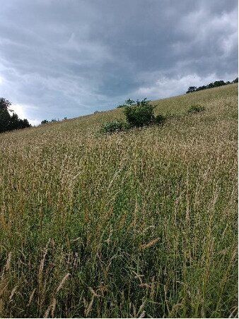 Traumhaftes Grundstück nahe Neulengbach/Altlengbach - Mehr