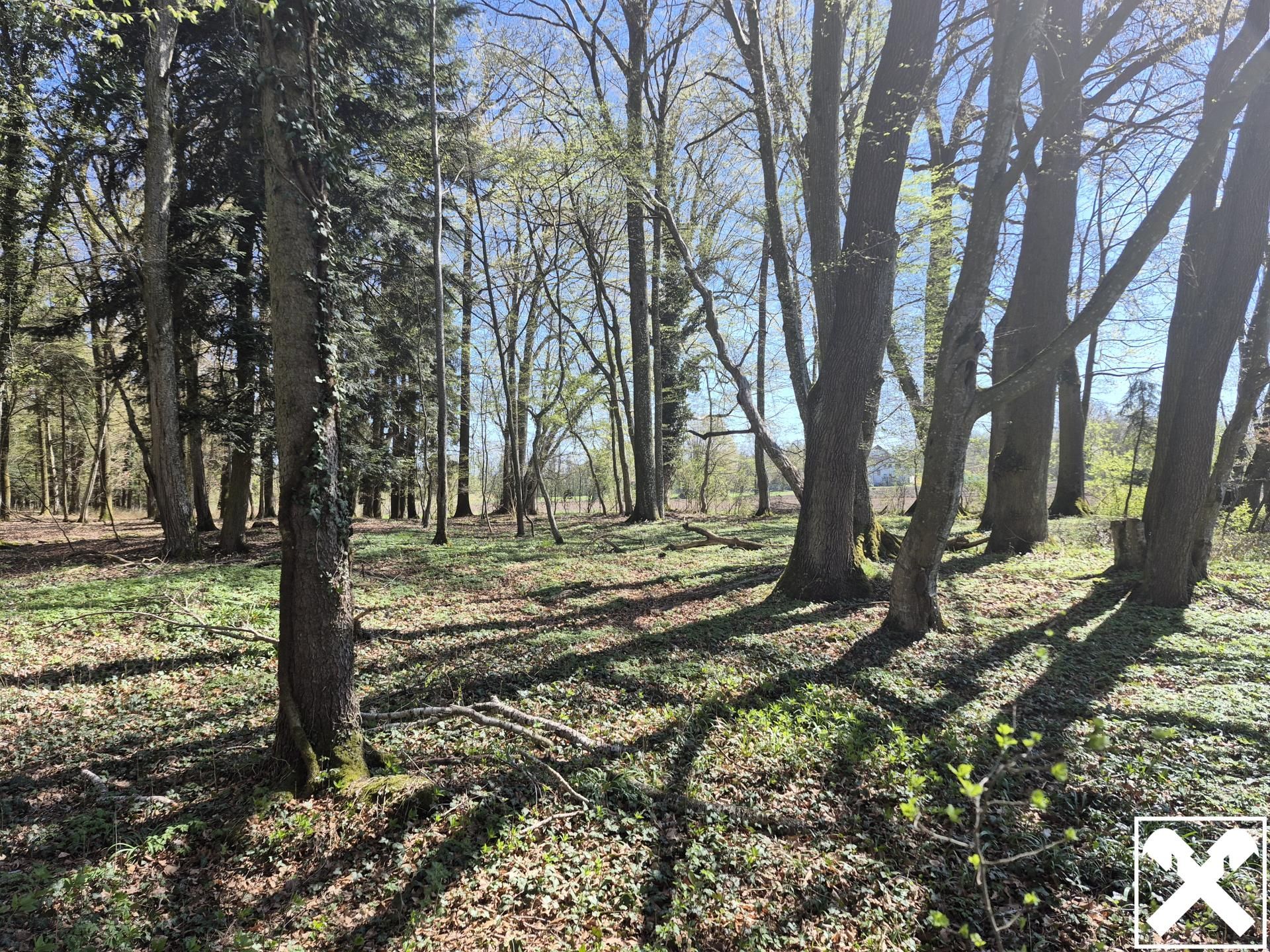 landwirtschaftlicher Grund mit Wald - Ansicht 2