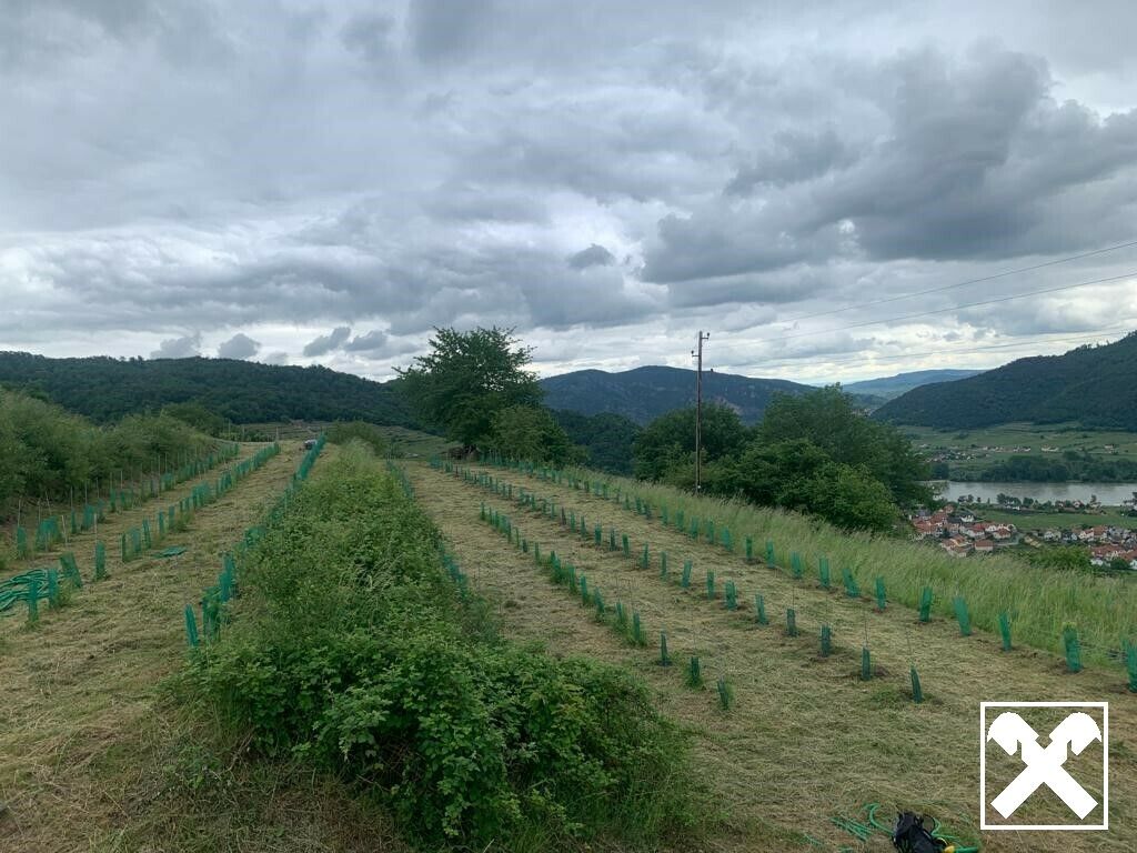 WEINGARTEN IN AUSSICHTSLAGE - WEINGARTEN, LANDWIRTSCHAFTLICHE FLÄCHEN - KEIN BAUGRUNDSTÜCK! - Ansicht 3