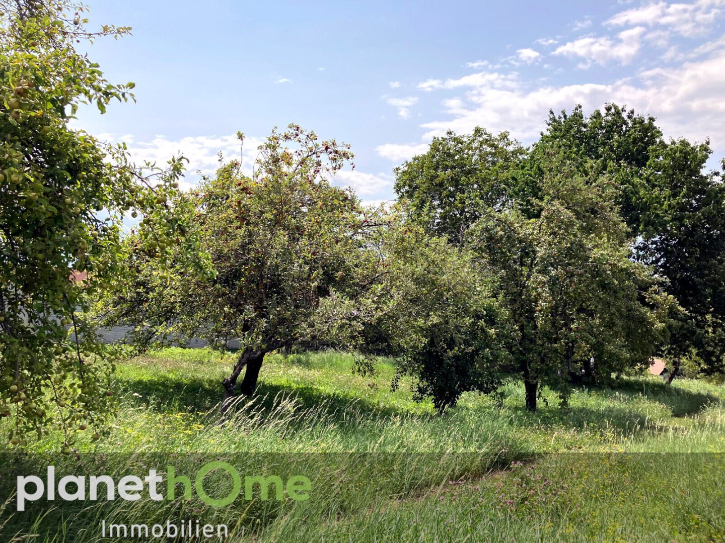 Bauland mit landwirtschaftlichem Gebäude und Altbaumbestand - Ansicht 2