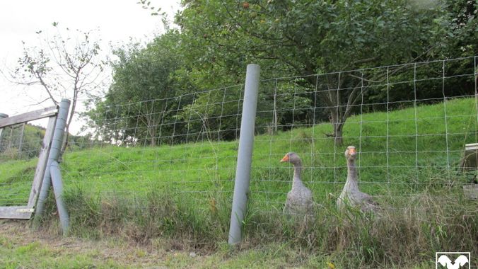 Gänsenbesuch
