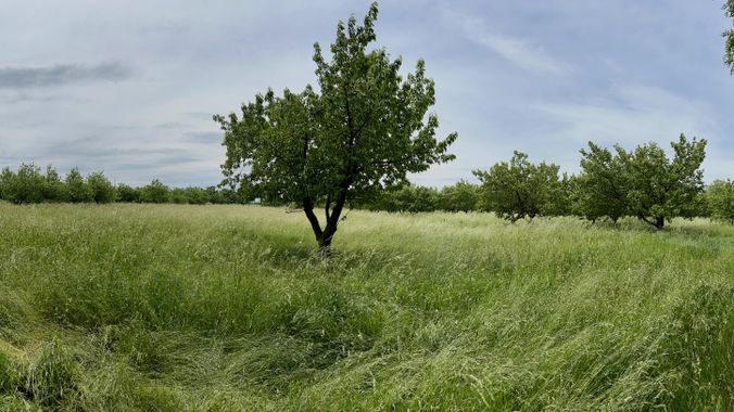 Wiesen