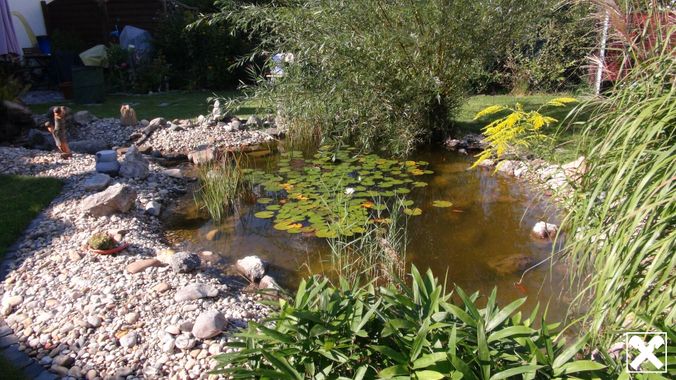 Teich2