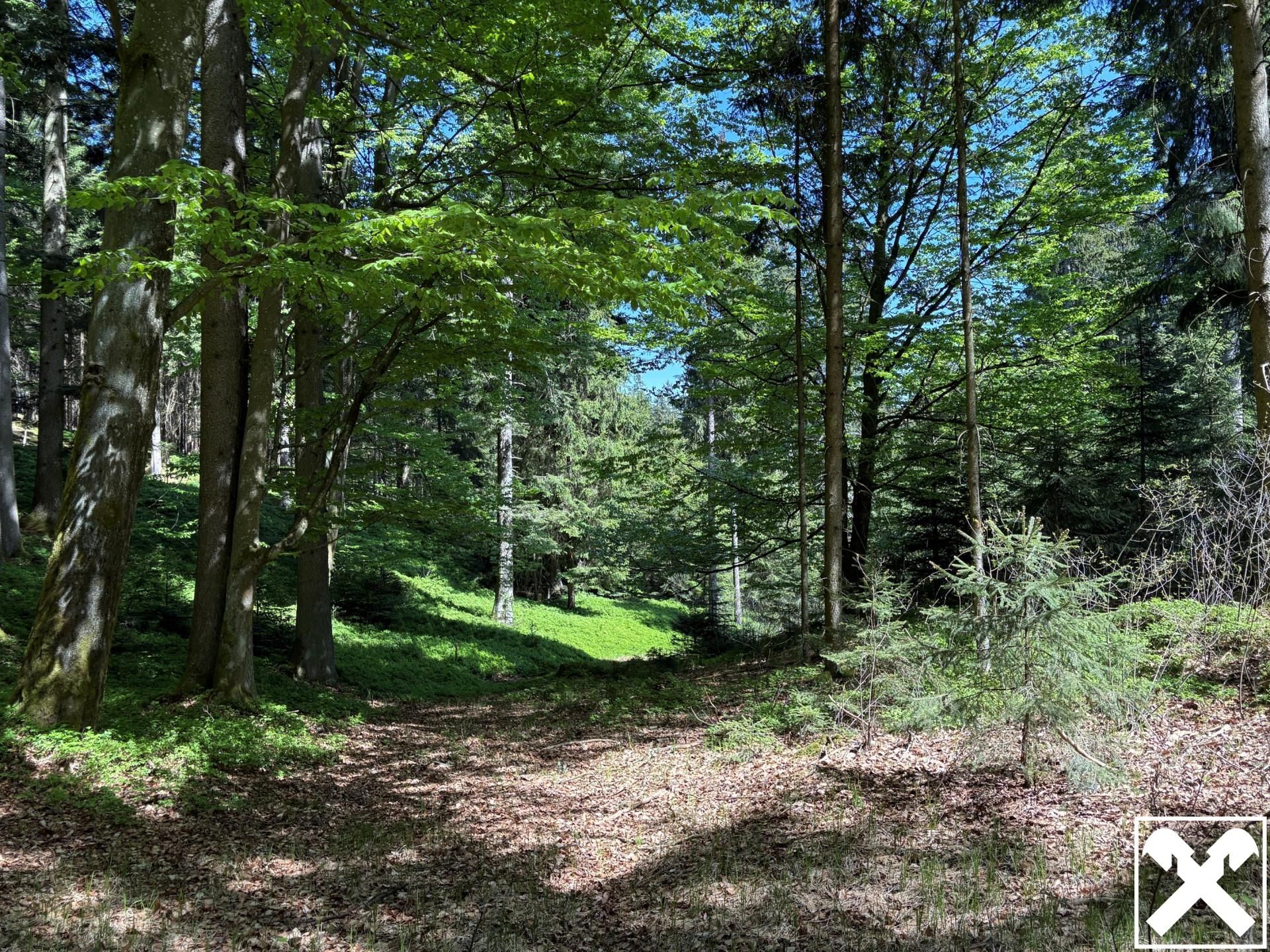 Waldfläche in Eberschwang/Hausruckwald - ca. 25.126 m² - Ansicht 2