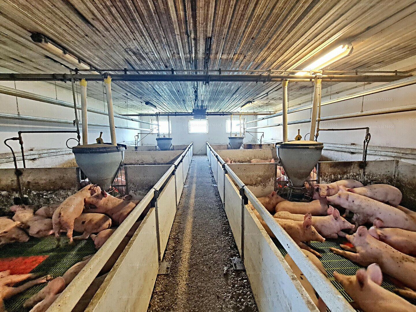 UNGARN: Föderprojekt - Schweinezucht und Mastbetrieb in Bestlage! - Mehr