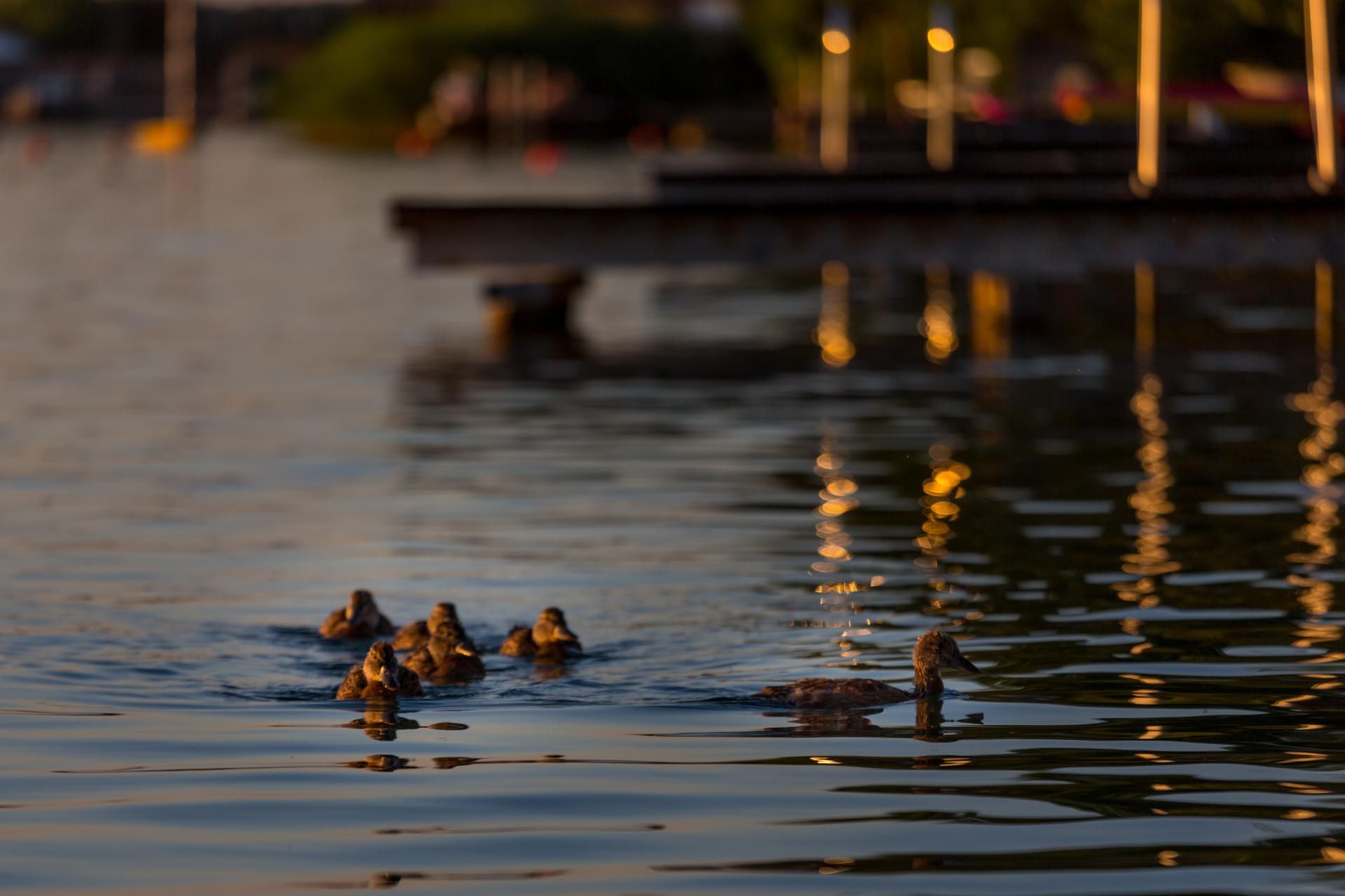 Seehnsucht nach Wohnen am Wasser?