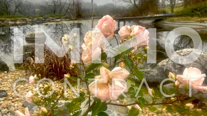 Schöne Rosen im Winter am Schwimmteich