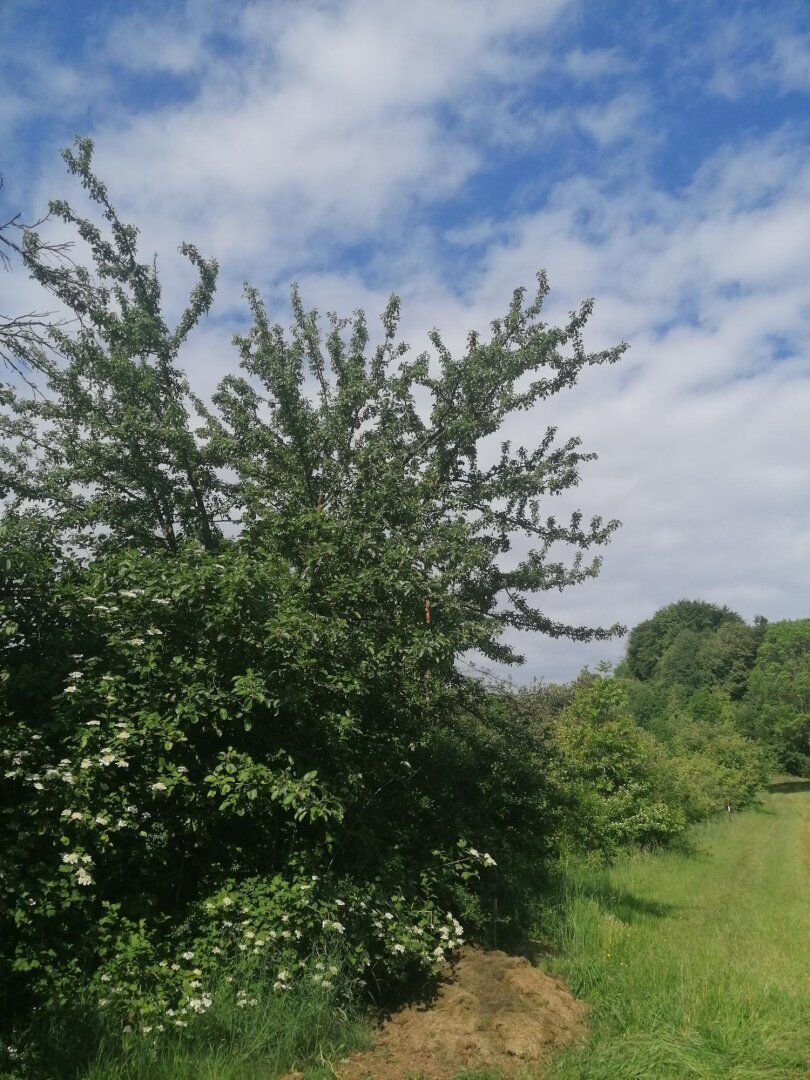 Baugrundstück in sonniger Hanglage - ideal für Wochenendhäuschen - Ansicht 2
