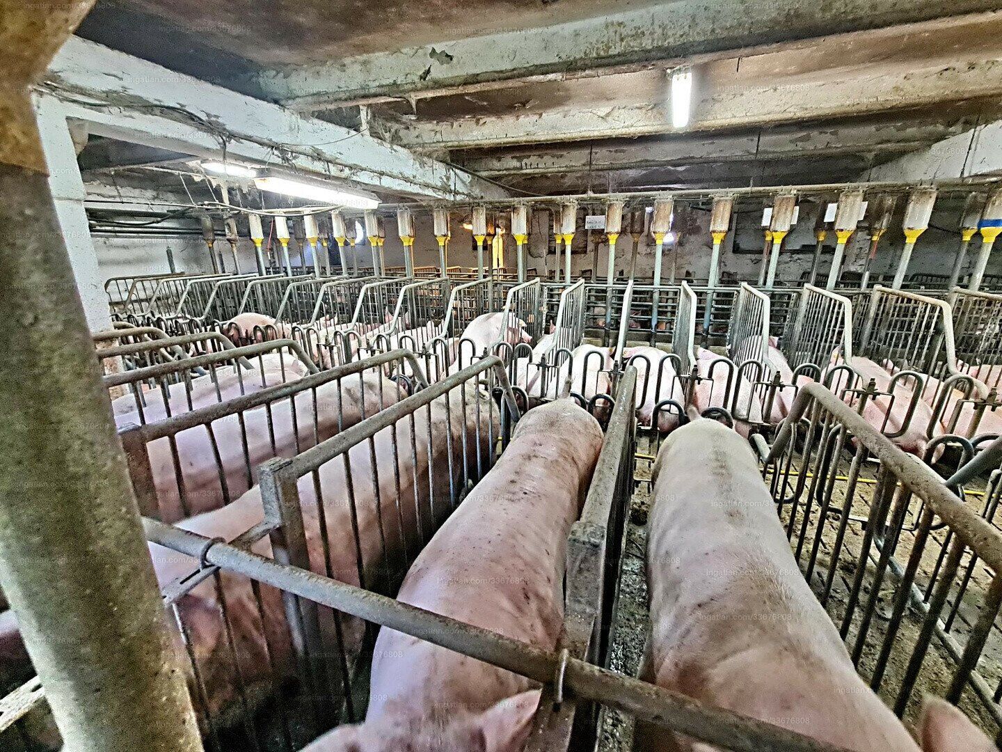 UNGARN: Föderprojekt - Schweinezucht und Mastbetrieb in Bestlage! - Ansicht 2