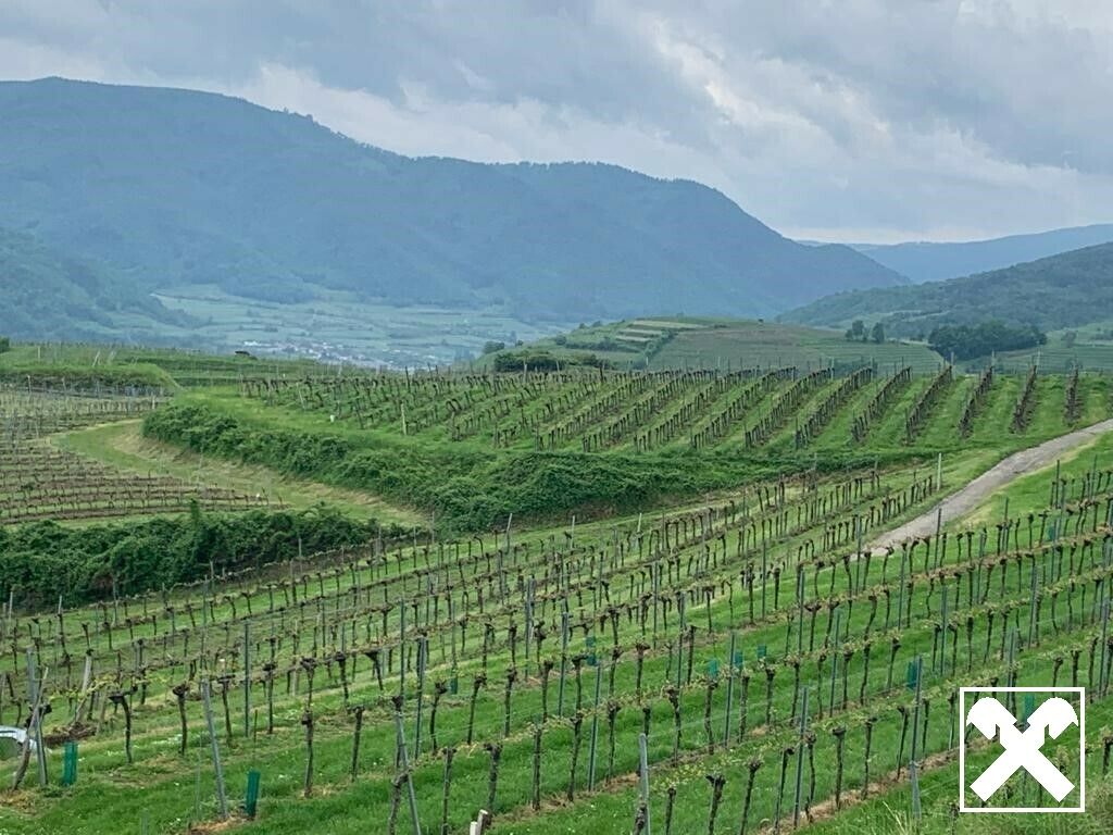WEINGARTEN IN AUSSICHTSLAGE - WEINGARTEN, LANDWIRTSCHAFTLICHE FLÄCHEN - KEIN BAUGRUNDSTÜCK! - Ansicht 5