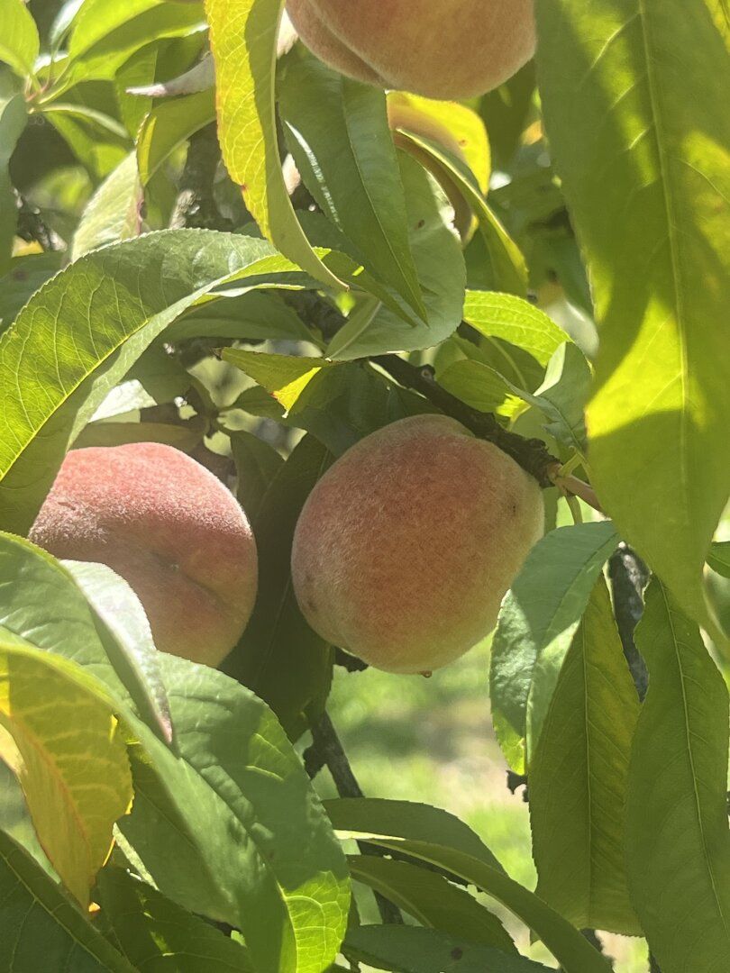 Hörzendorf - noch heuer die eigenen Pfirsiche ernten