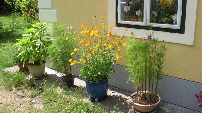 Blumentöpfe vor der Villa