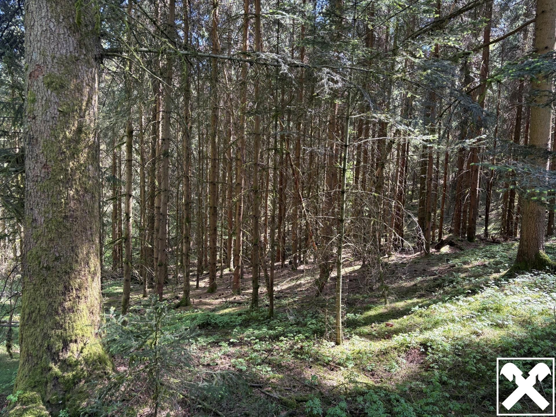 Waldfläche in Eberschwang/Hausruckwald - ca. 25.126 m² - Ansicht 3