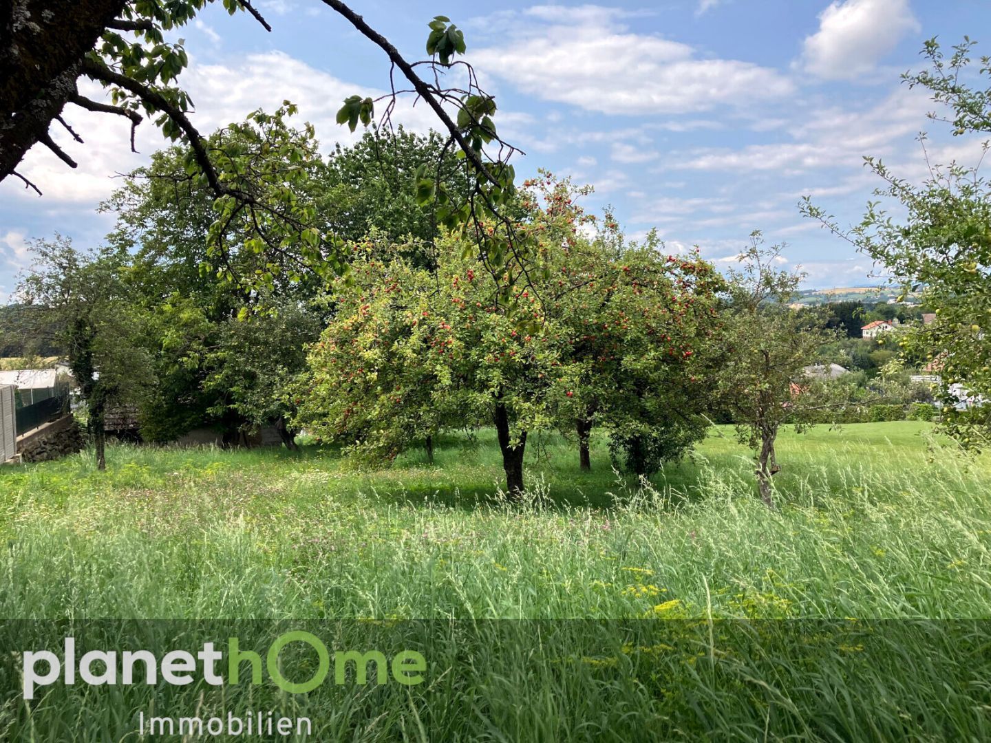 Bauland mit landwirtschaftlichem Gebäude und Altbaumbestand - Ansicht 4