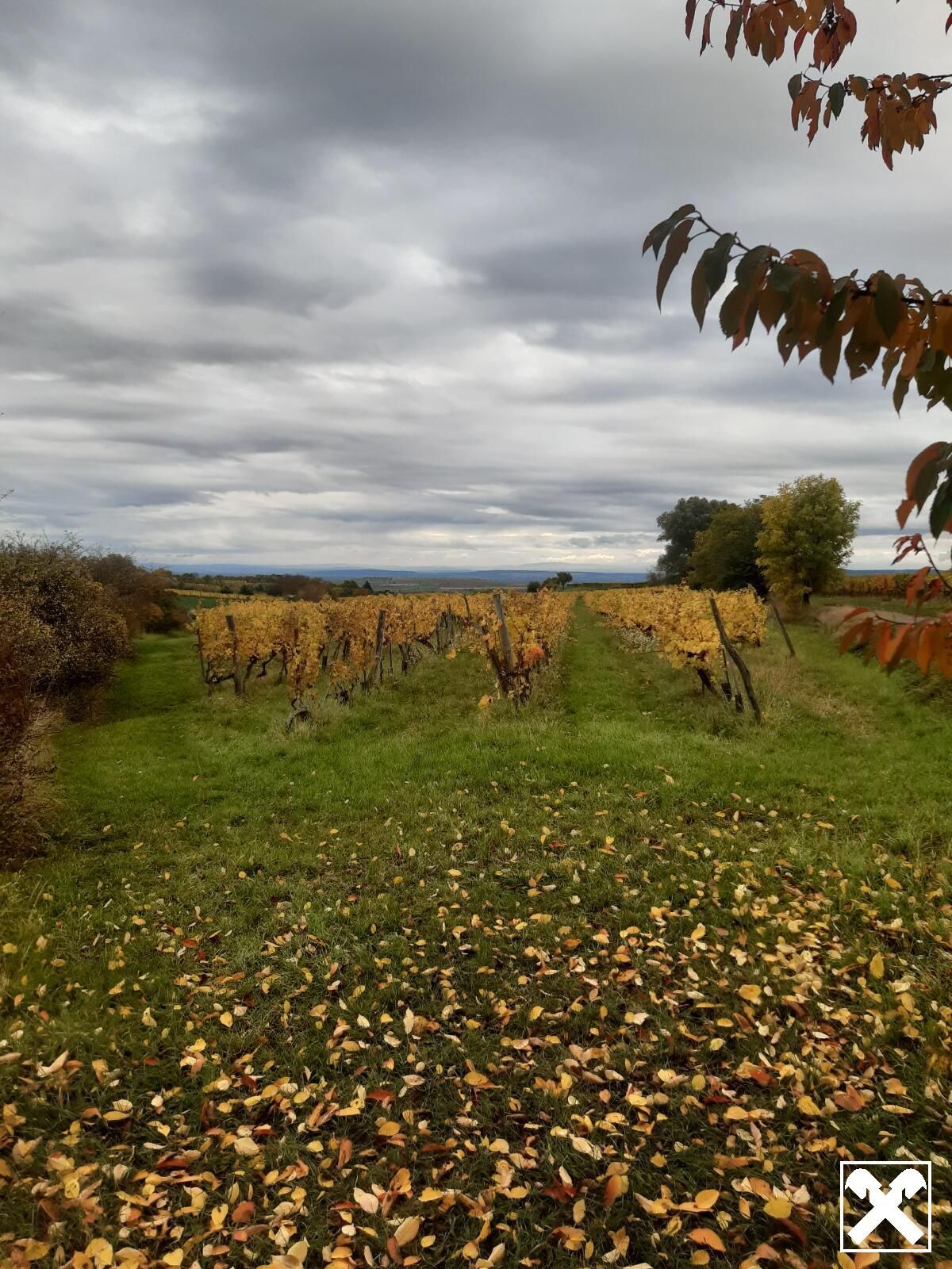 GUT BEWIRTSCHAFTETER WEINGARTEN IN HERRLICHER LAGE - WEINGARTEN, LANDWIRTSCHAFTLICHE FLÄCHEN - KEIN BAUGRUNDSTÜCK! - Ansicht 2