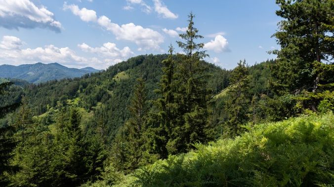 Bewaldete Rücken im Forstgut Gaupmannsgraben