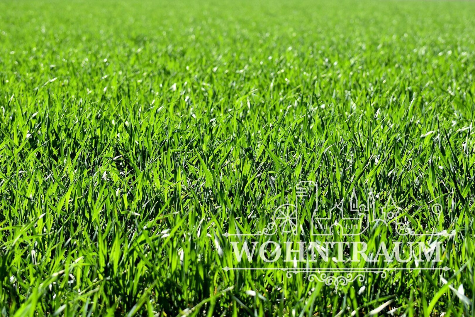 Grundstück über 5.500 m² zum Top-Preis - Ansicht 4
