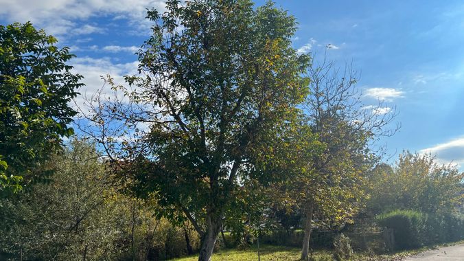 Gartenparzelle/Nussbäume