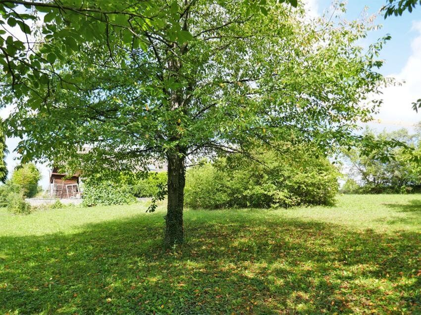 Baugrundstück in idyllischer Lage auf leichtem Südhang in Tulln-Nähe - Mehr