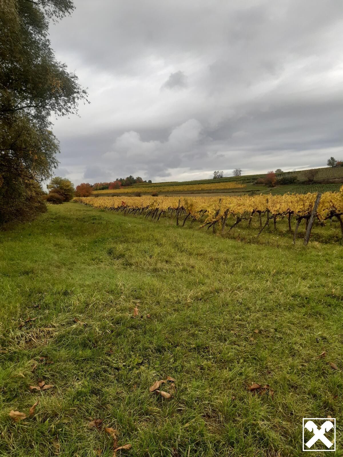 GUT BEWIRTSCHAFTETER WEINGARTEN IN HERRLICHER LAGE - WEINGARTEN, LANDWIRTSCHAFTLICHE FLÄCHEN - KEIN BAUGRUNDSTÜCK! - Ansicht 3